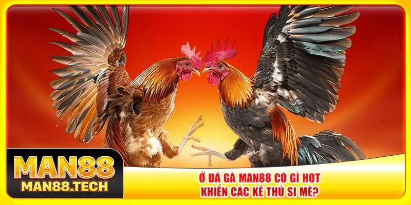 Ở đá gà Man88 có gì hot khiến các kê thủ si mê? Ở đá gà Man88 có gì hot khiến các kê thủ si mê?